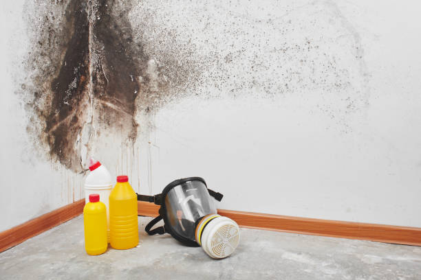 Best Black Mold Remediation in Harriman, NY