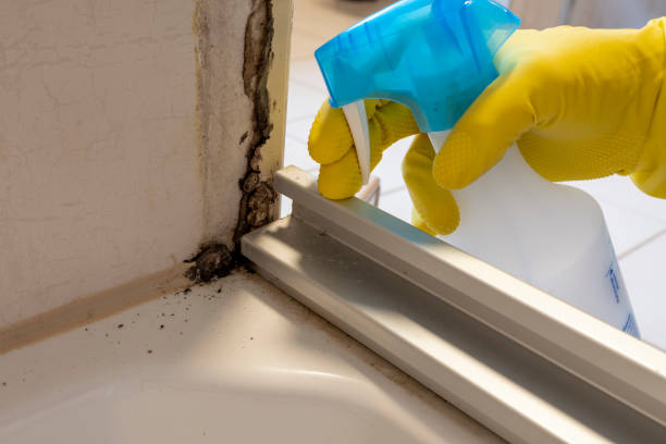 Best Kitchen Mold Remediation in Harriman, NY