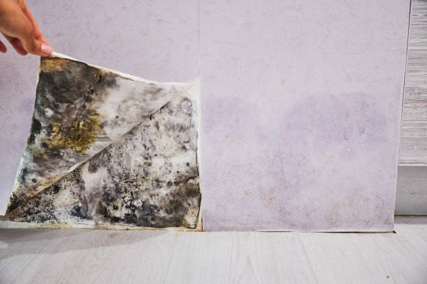 Trusted Harriman, NY Mold Remediation Experts